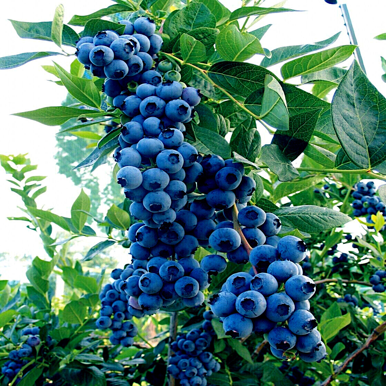 BLUEBERRY TREE SEEDS New Jersey Southern Highbush Cold Hardy Garden Fruit Plant