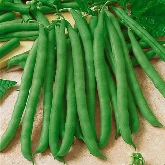 Generic 1/2# Contender Bush Garden Bean Seeds