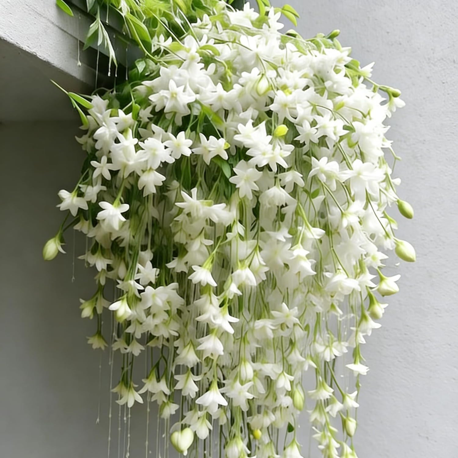 Climbing Jasmine Flower Seeds, 100 Non-GMO Jasmine Gardenia Seeds, Fragrant Flow