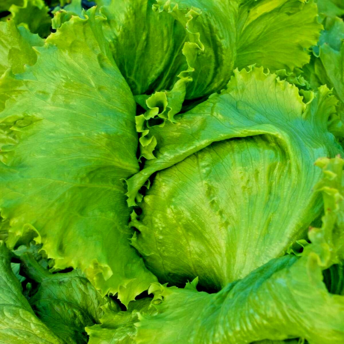 601+GREAT LAKES BATAVIAN Head Lettuce Seeds Organic Spring Fall Garden Container