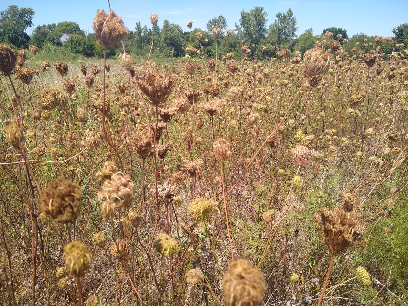 Queen Anne’s Lace Seed (Daucus carota) ~ Wild Carrot ~ 500 seeds to 1 lb bulk