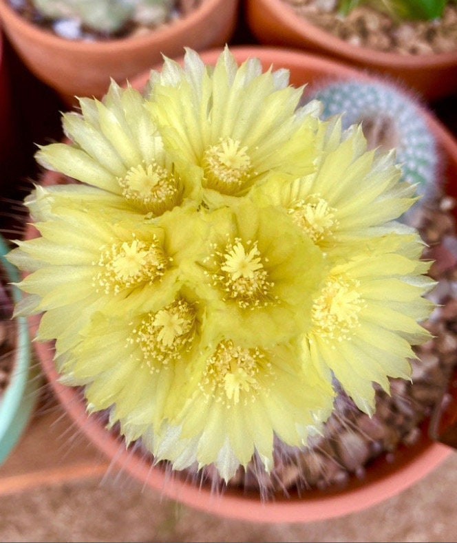 Seed- Parodia rudibuenkerii albissimo 25, 50 or100 seeds (2024 seeds)