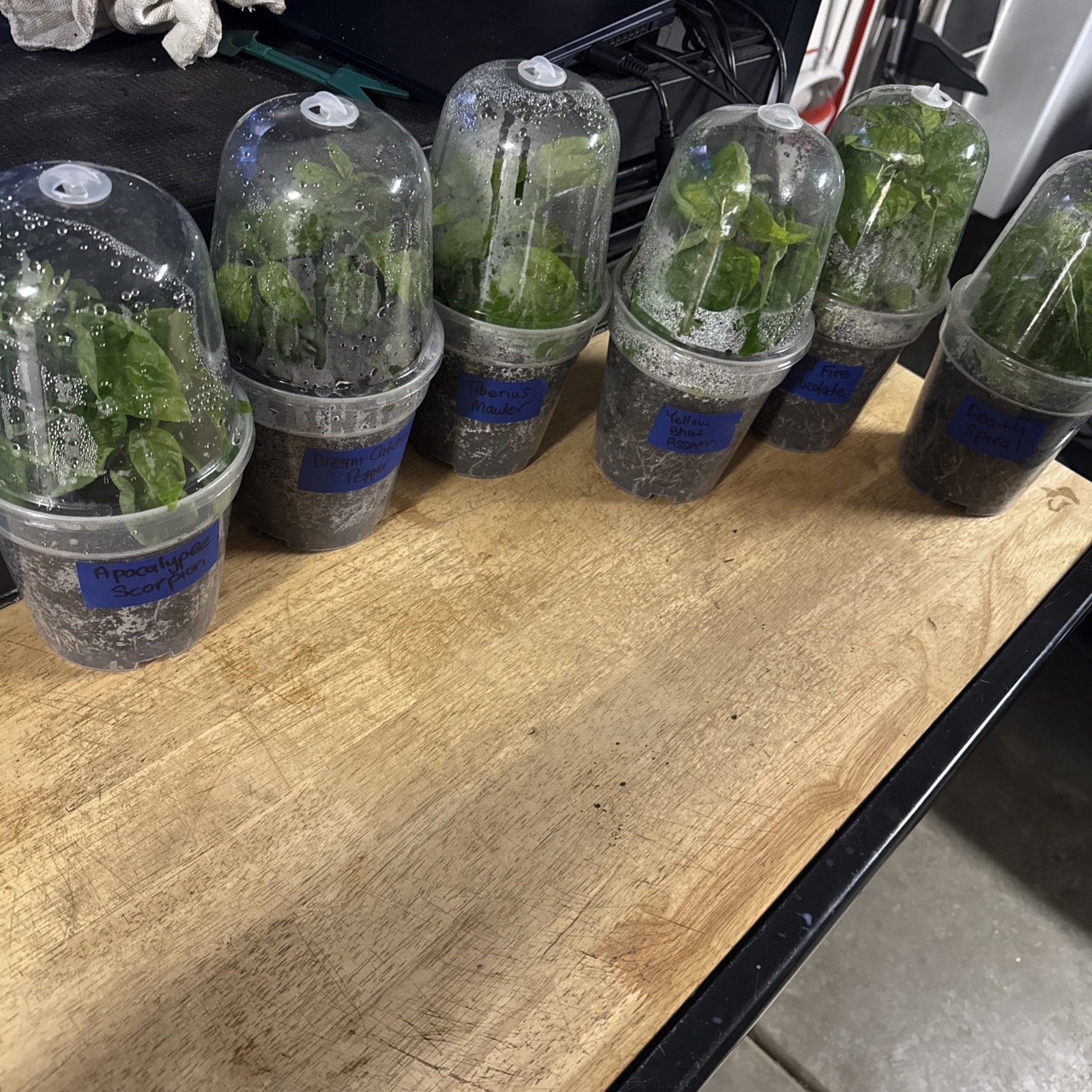 All Varieties!! 5 Pepper Plants!! 1 Type Per Container!! Ready To Ship!!