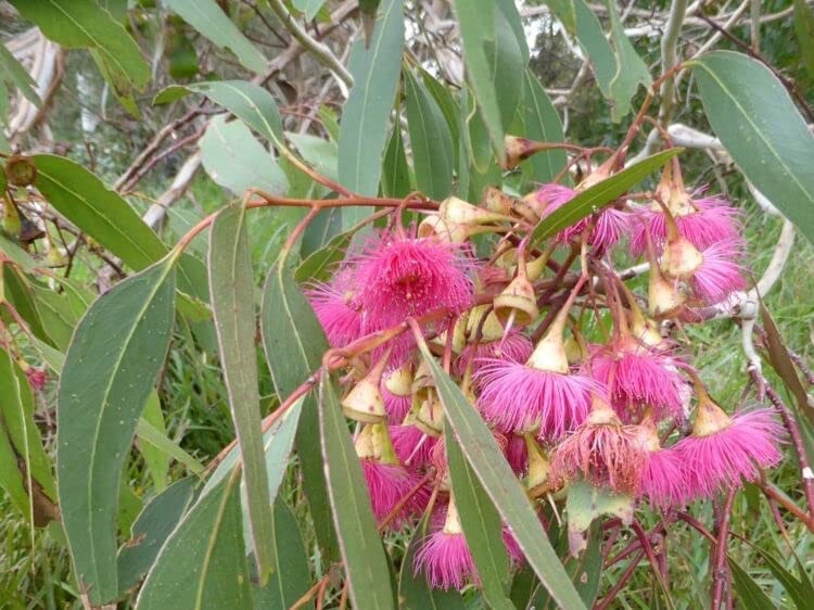 Large Fruited Gum Seeds for Planting (30 Seeds) – Eucalyptus leucoxylon