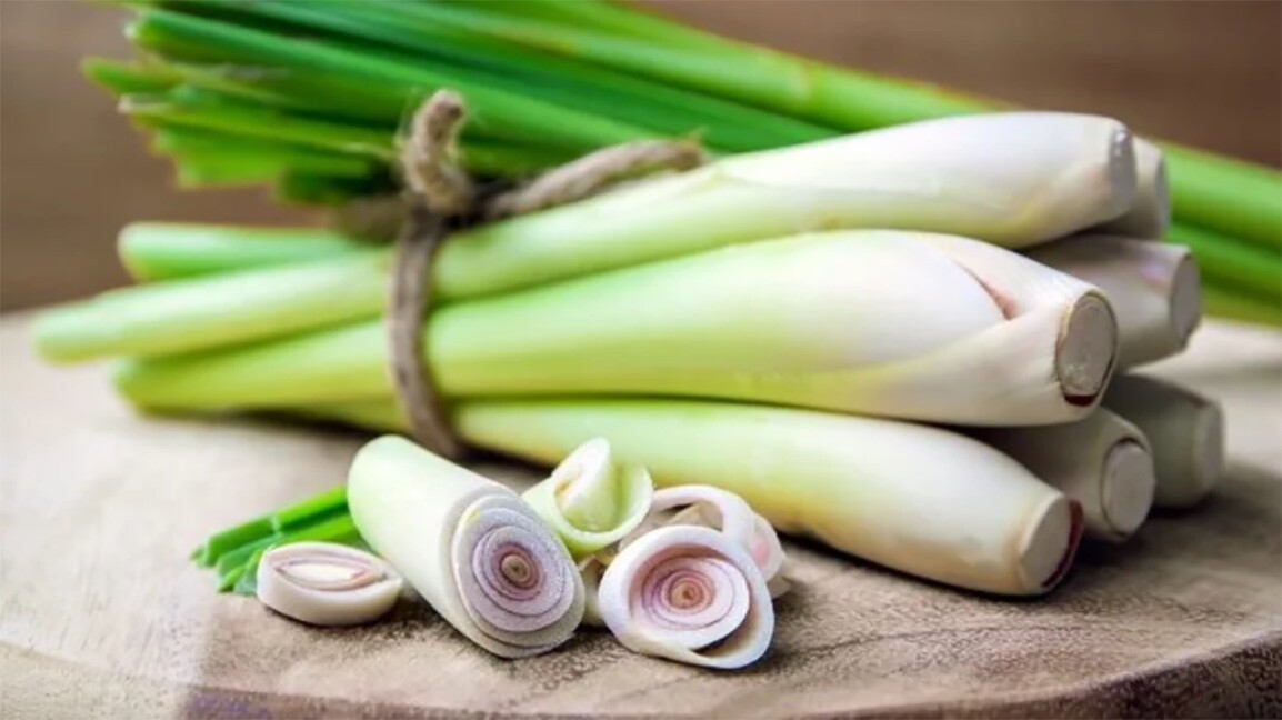 150+ LEMONGRASS SEEDS LEMONGRASS CYMBOPOGON FLEXUOSUS MOSQUITO REPELLENT Hột xã