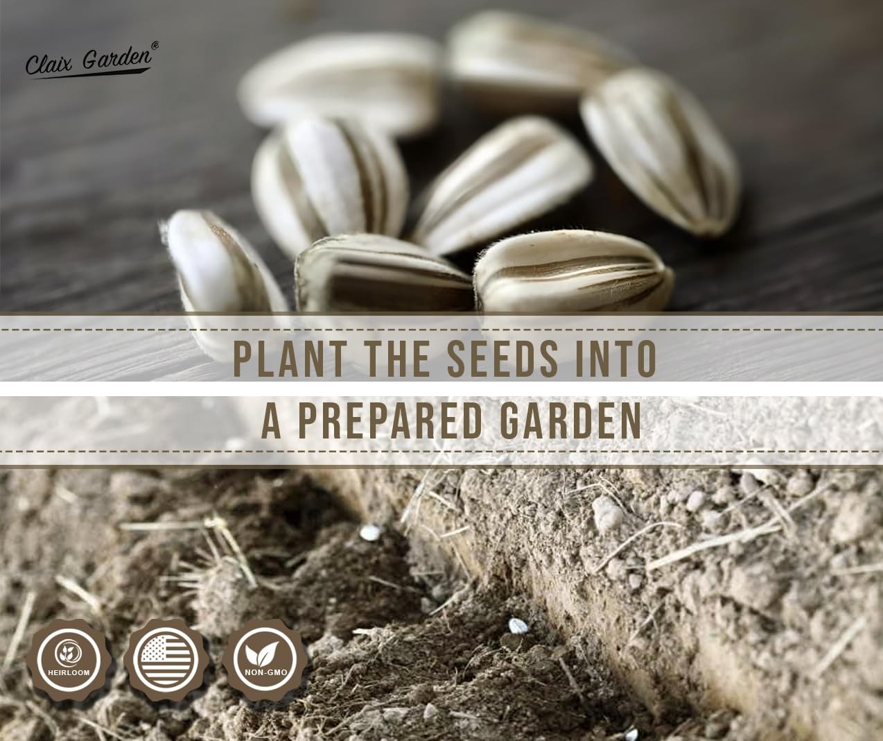 Giant Sunflower Seeds for Planting – Mammoth Grey Stripe – 75 75 Seeds,