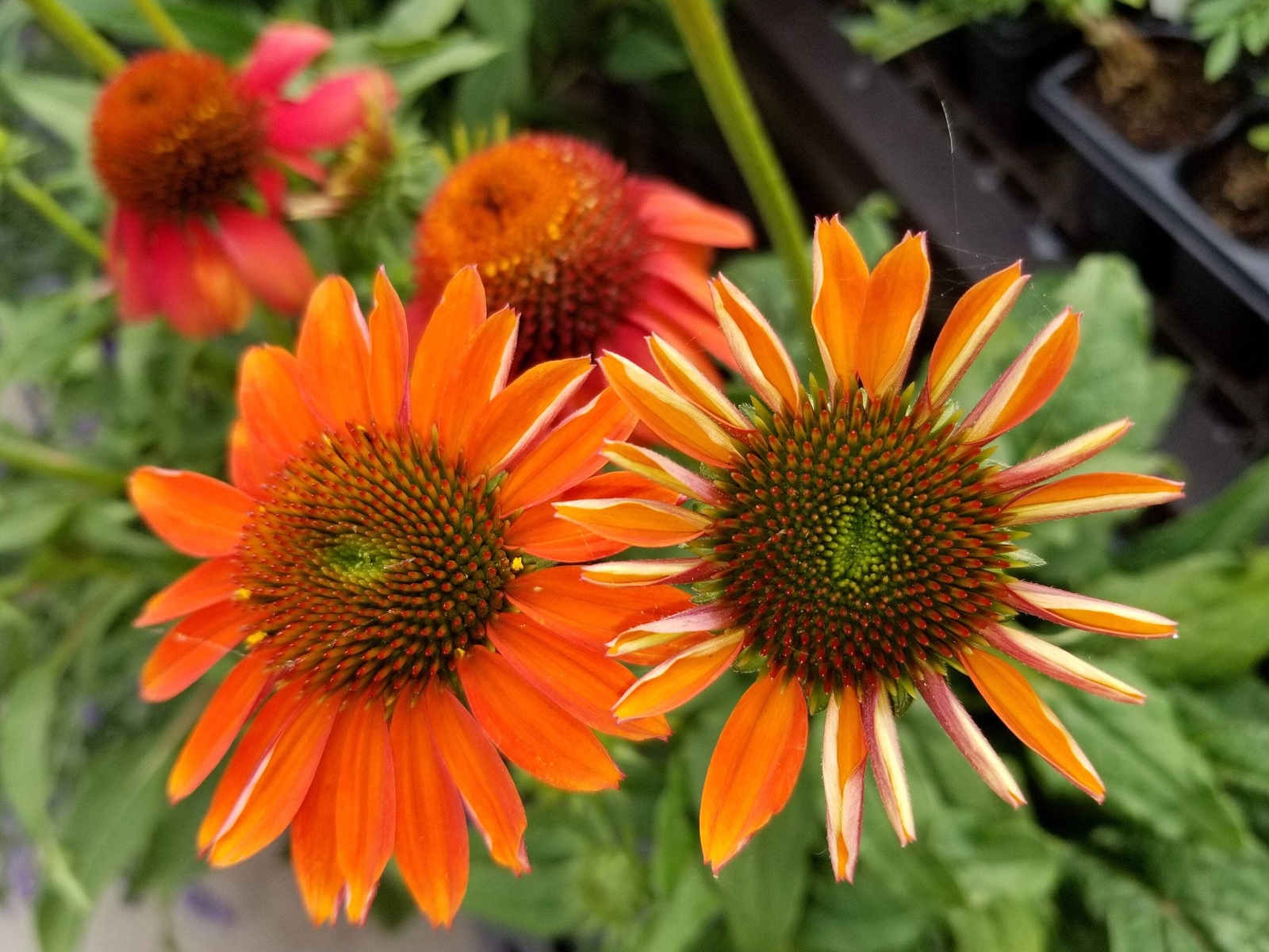 25 CHEYENNE SPIRIT CONEFLOWER Echinacea Orange Red Yellow Purp Pink Flower Seeds