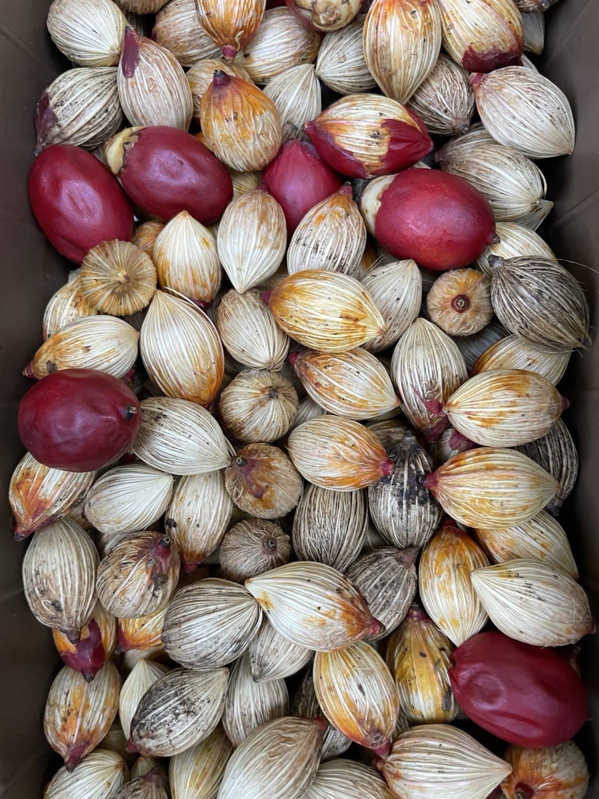 50 Seeds Christmas Manila Palm Tree Adonidia merrillii HAWAII GROWN Manoa Oahu