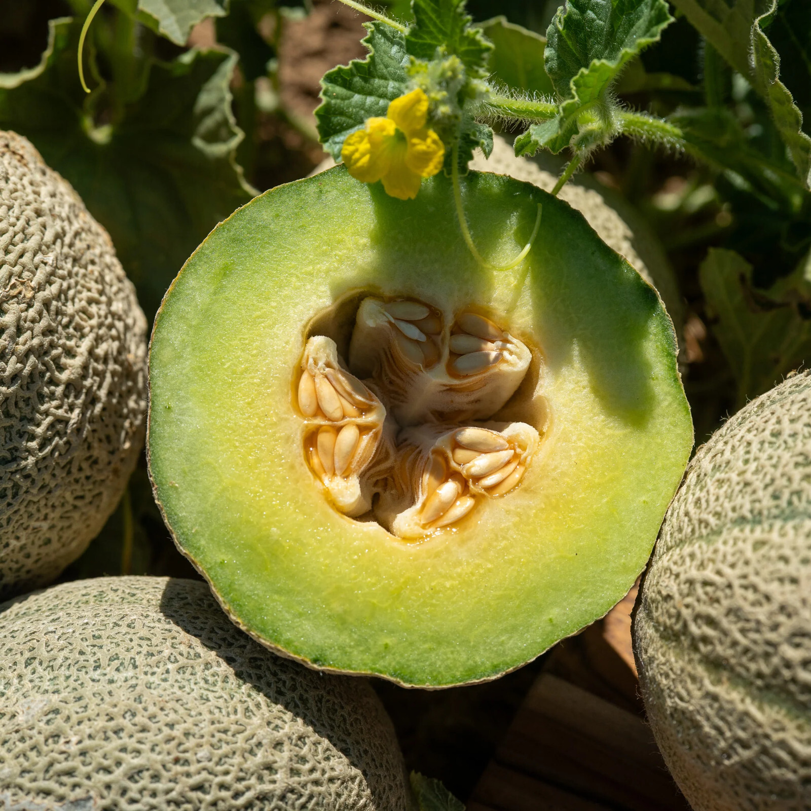 40 Heirloom Ice Cream Melon Very Rare Sweet 2-3LB Melon – Tart Flavor VERY Sweet