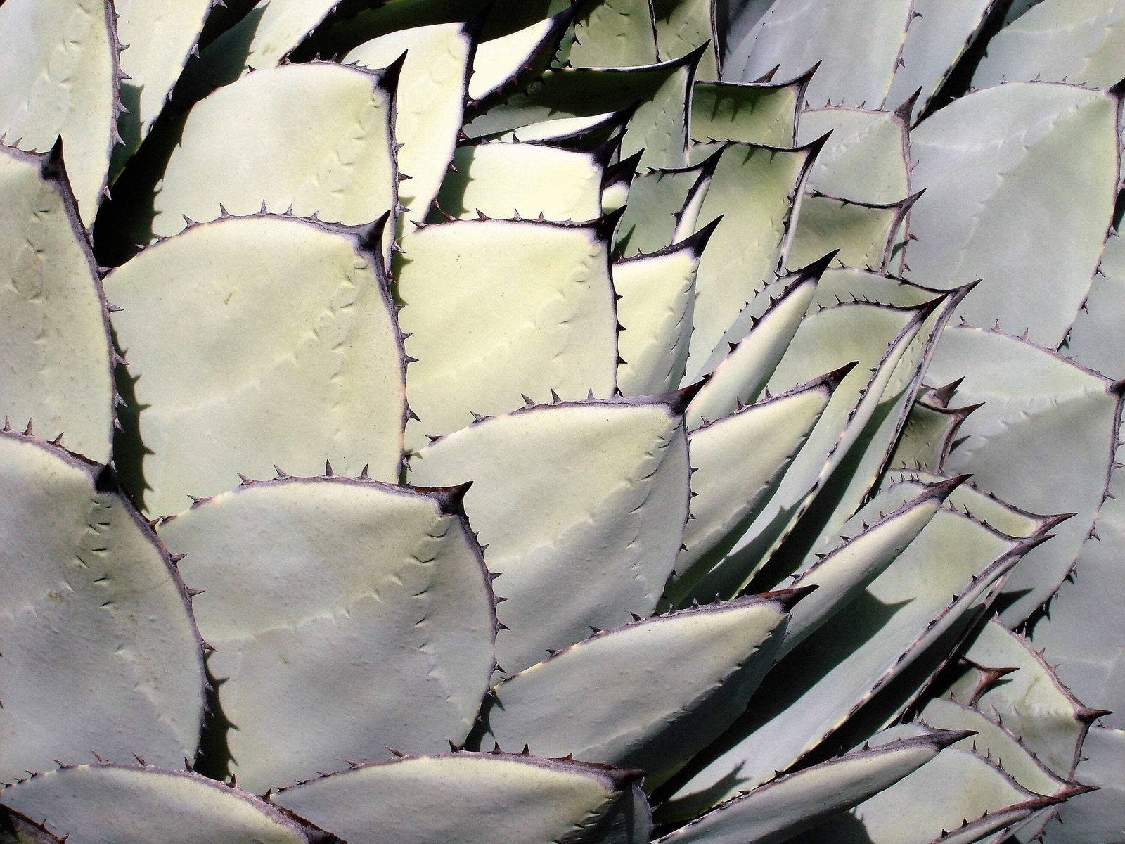 5 ARTICHOKE AGAVE Parry’s Huachuca Parryi Huachucensis Succulent Cactus Seeds