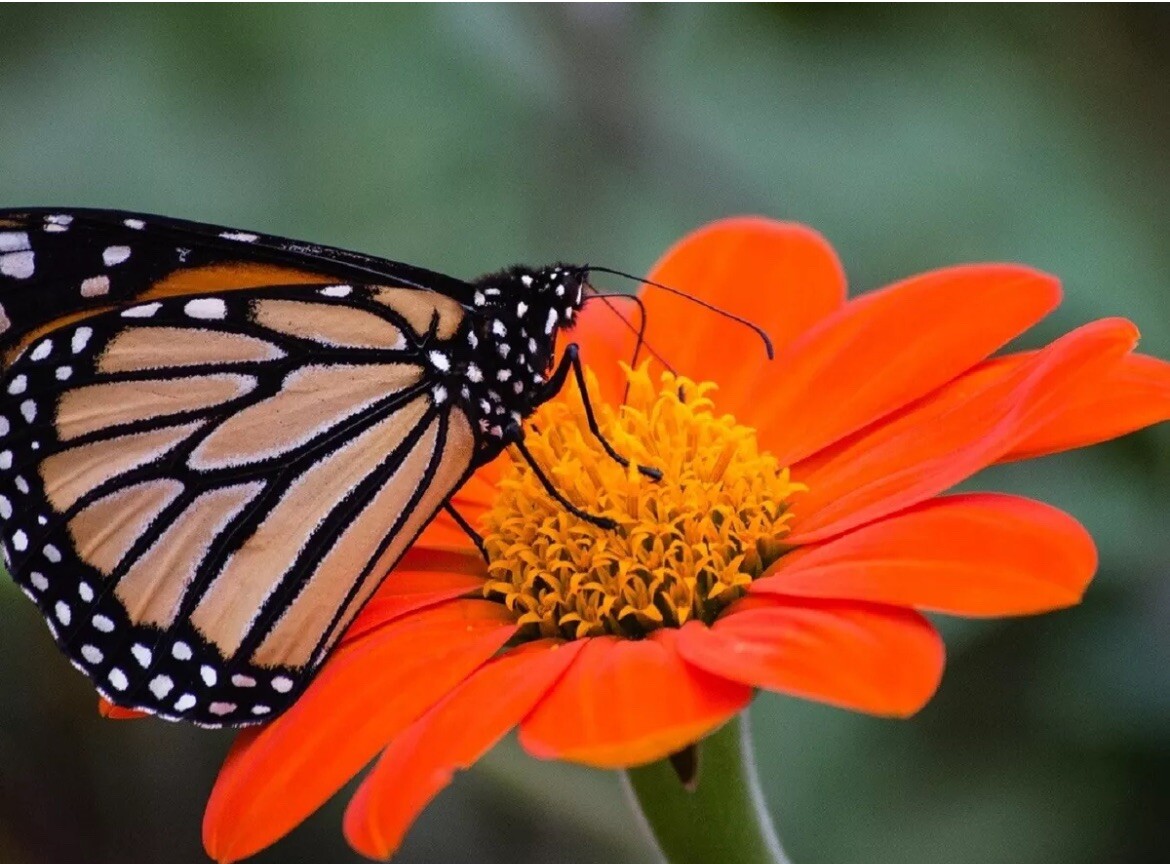25 Mexican Torch Sunflower Orange Bloom Fresh SEEDS TX USA Tithonia rotundifolia