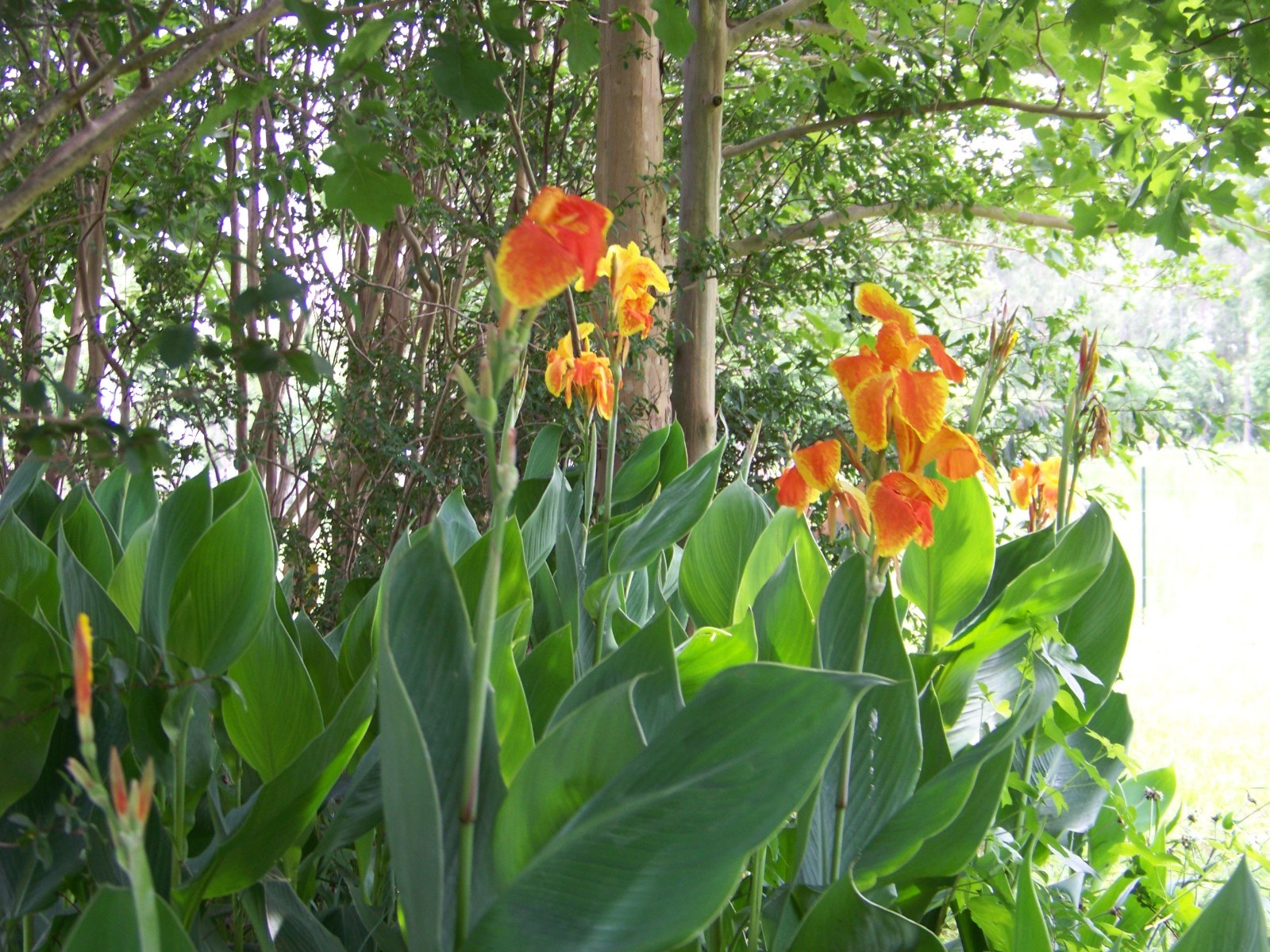 5 Orange / Yellow Canna Lily Bulbs