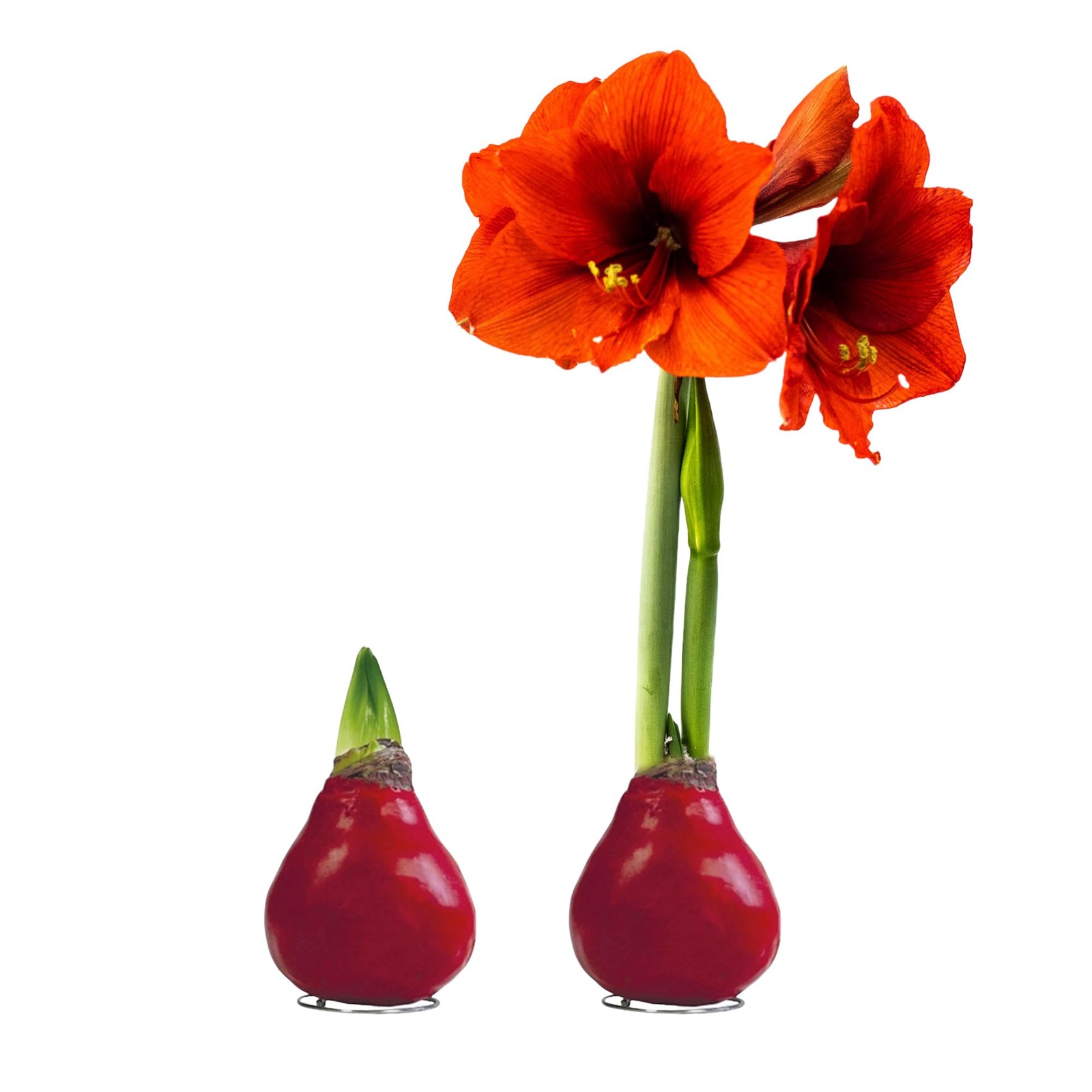 Red Waxed Amaryllis Bulb – Live Holiday Plant Gift, Low Maintenance, No Watering