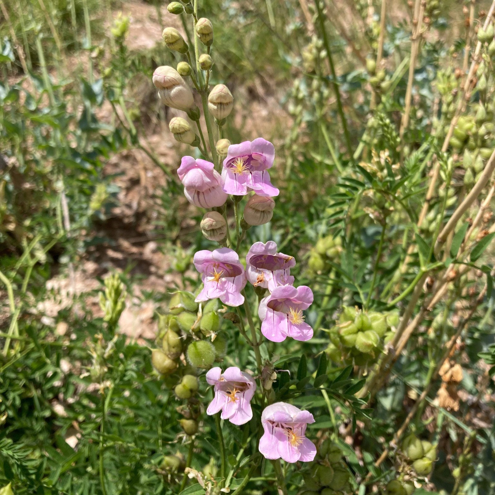 Palmer’s Scented Penstemon Seeds, Beardtongue (Penstemon palmeri) ~Wildflower