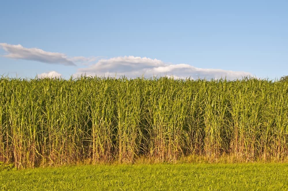 Switchgrass Seeds (2 Pounds) for Planting – Fast Growing Prairie Grass