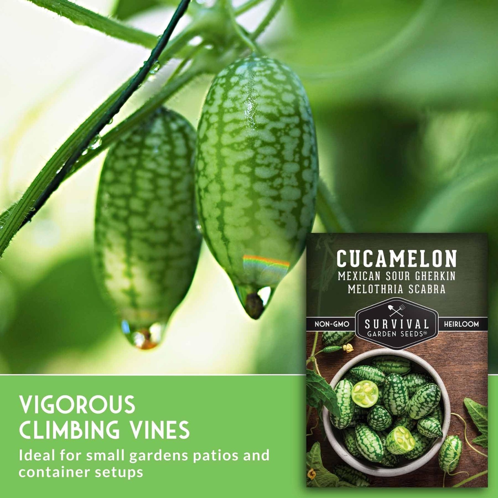 Cucamelon Seeds for Planting – Mexican Sour Gherkin Mini Watermelon Cucumber …