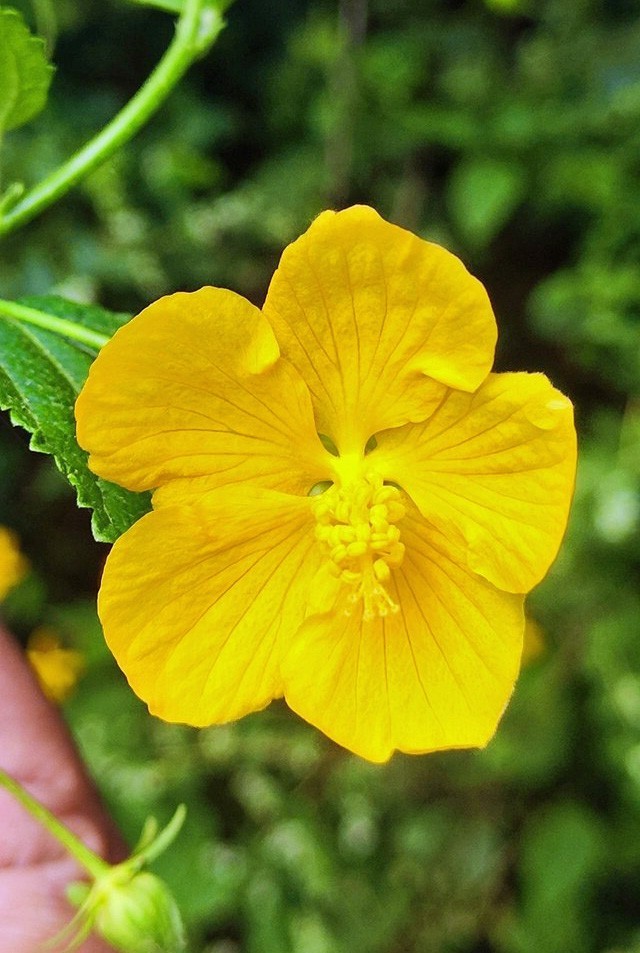 Pavonia sepium | Hedgy Swampmallow | 10 Seeds