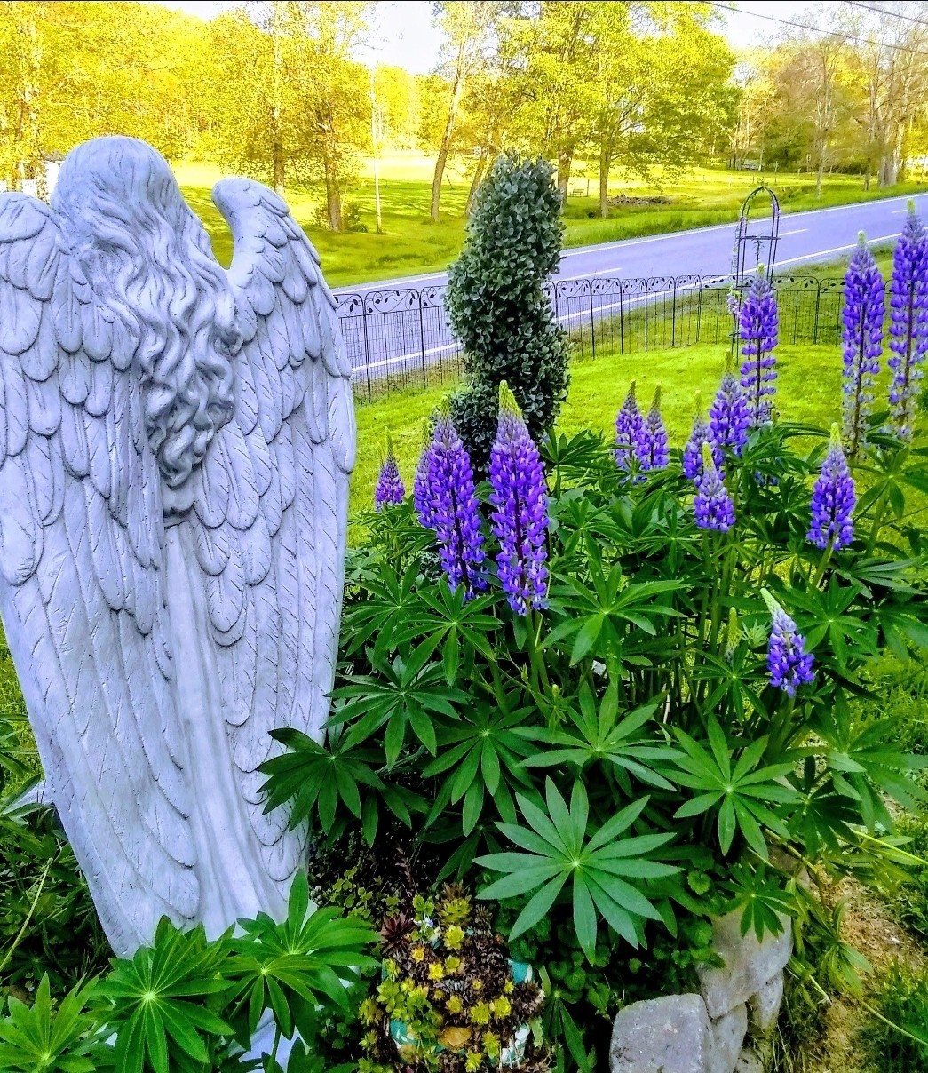 Monarch Darlings Lupine Purple Flower 20 Seeds Cold Resistant Perennial