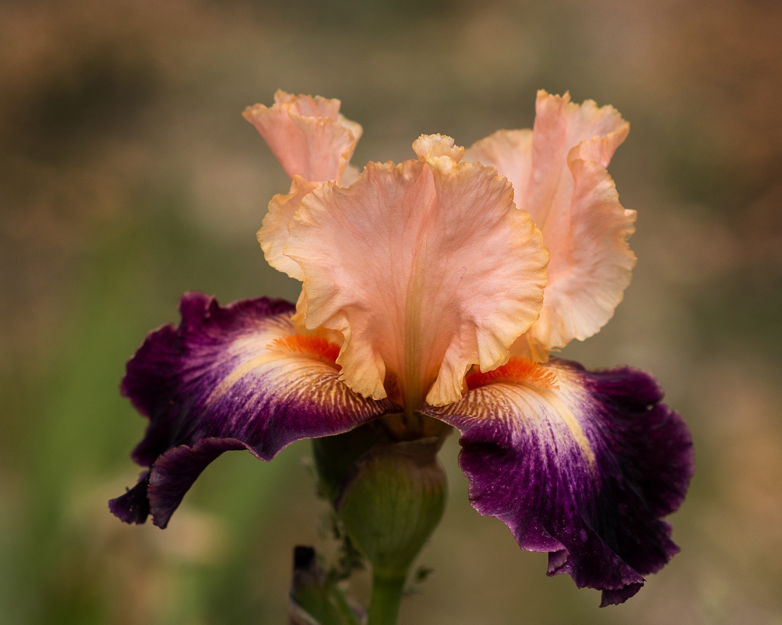 **HIGH EMOTION** Tall Bearded Iris. Pre-Order, Combined Shipping: Jul – Sep