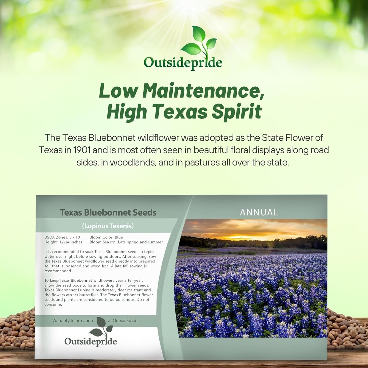 Texas Bluebonnet Seeds – 500 Pcs Annual Lupinus Texensis, Heirloom Quality, D…
