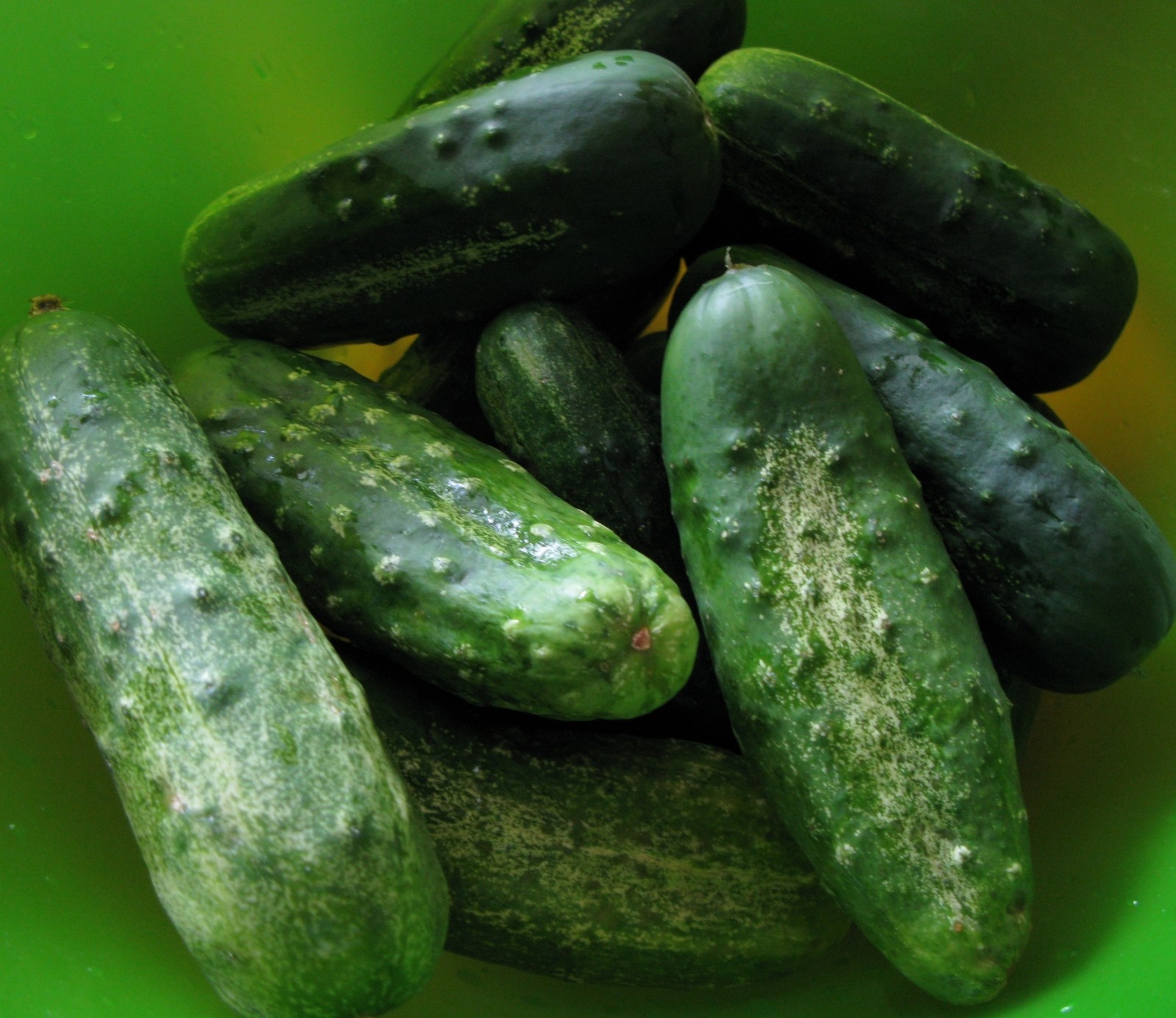 Cucumber Seeds- Boston Pickling Heirloom 100+ seeds 2021 Seeds