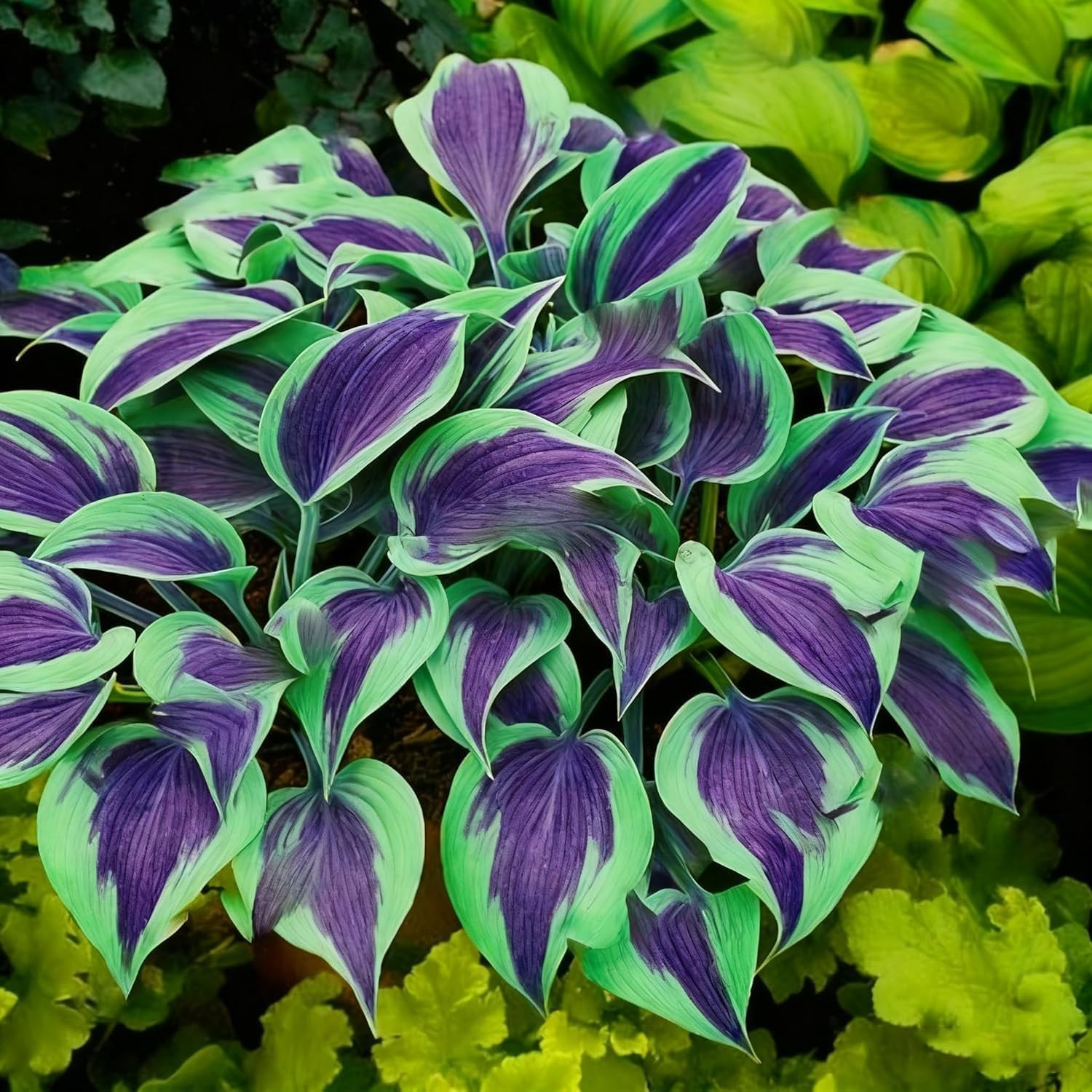 100 Hosta Seeds for Planting – Shade Perennial Garden Plant Varieties