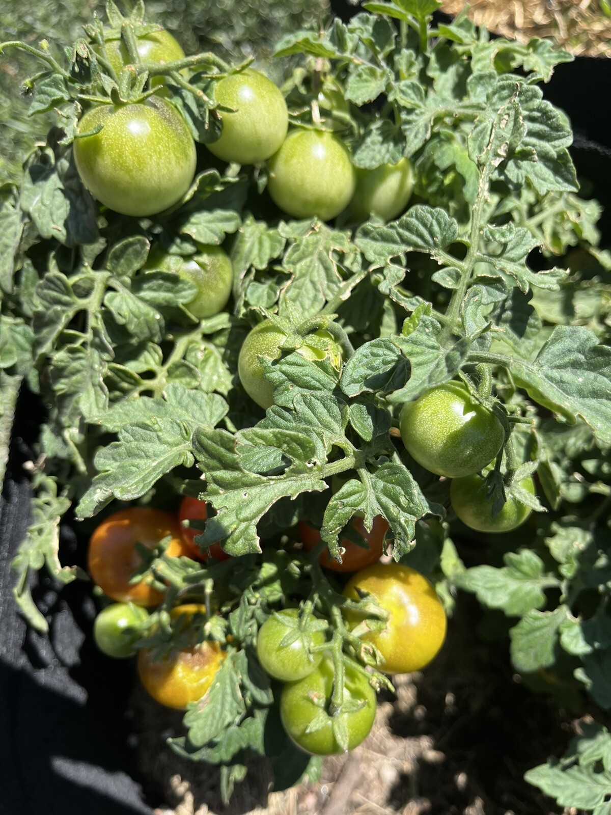 Heirloom Red Robin Tomato Seeds Micro-Dwarf Container, Hydroponic, 25 seeds