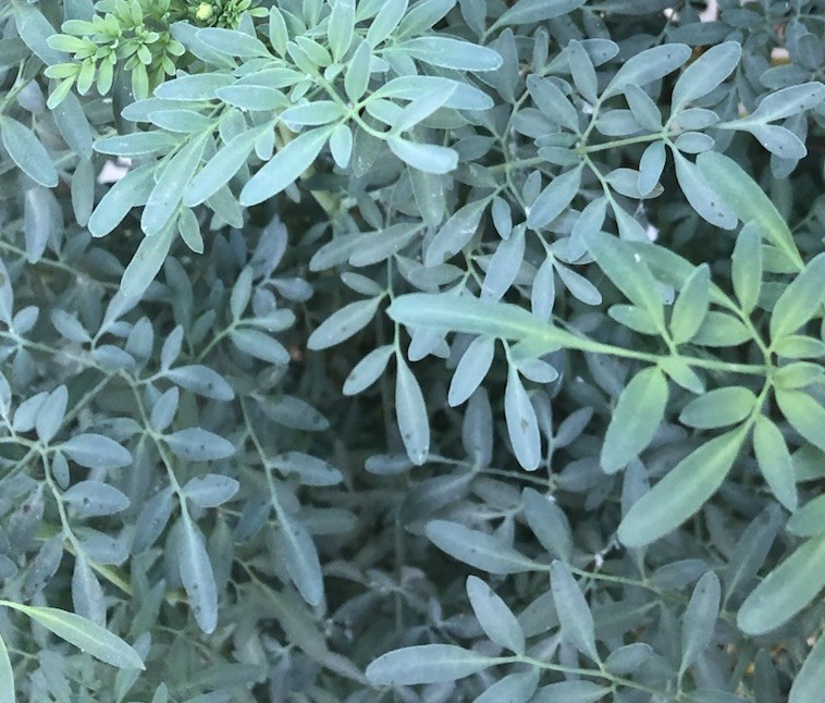 1 Common Rue Plant 7” Ruda Ruta Graveolens Live Plant Ready To Plant