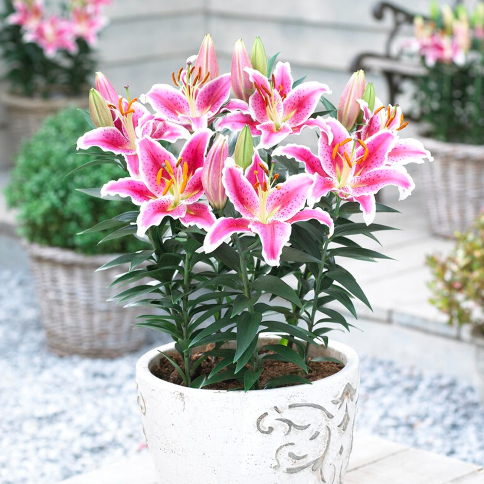 Garden State Bulb Stargazer Oriental Lily Flower Bulbs, 16/18cm Spring Planting