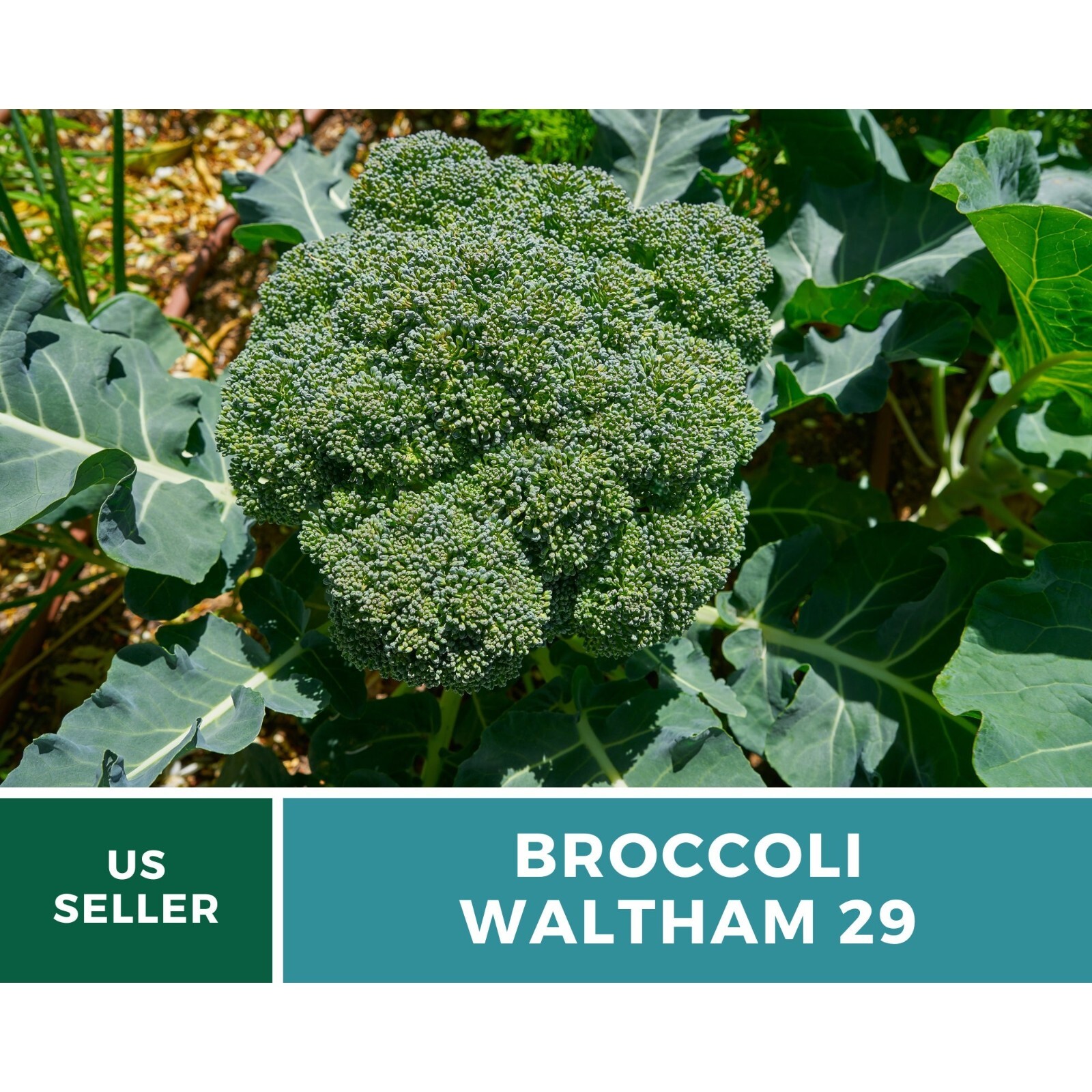 Broccoli, Waltham 29 – 100 Seeds, Heirloom Vegetable (Brassica oleracea)