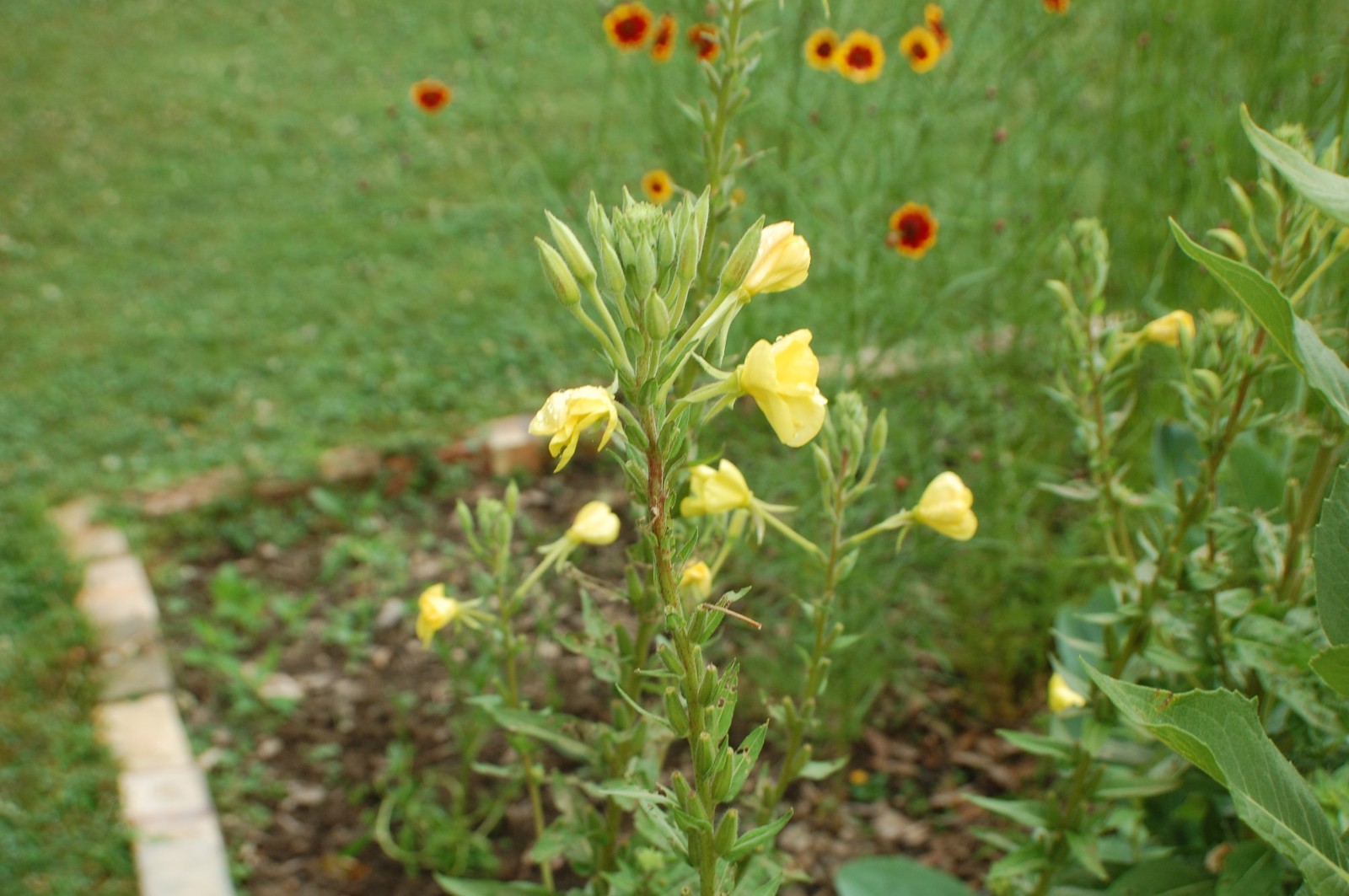 1 Gram Common Evening Primrose Seeds/NATIVE N East US/Oenothera biennis/Organic