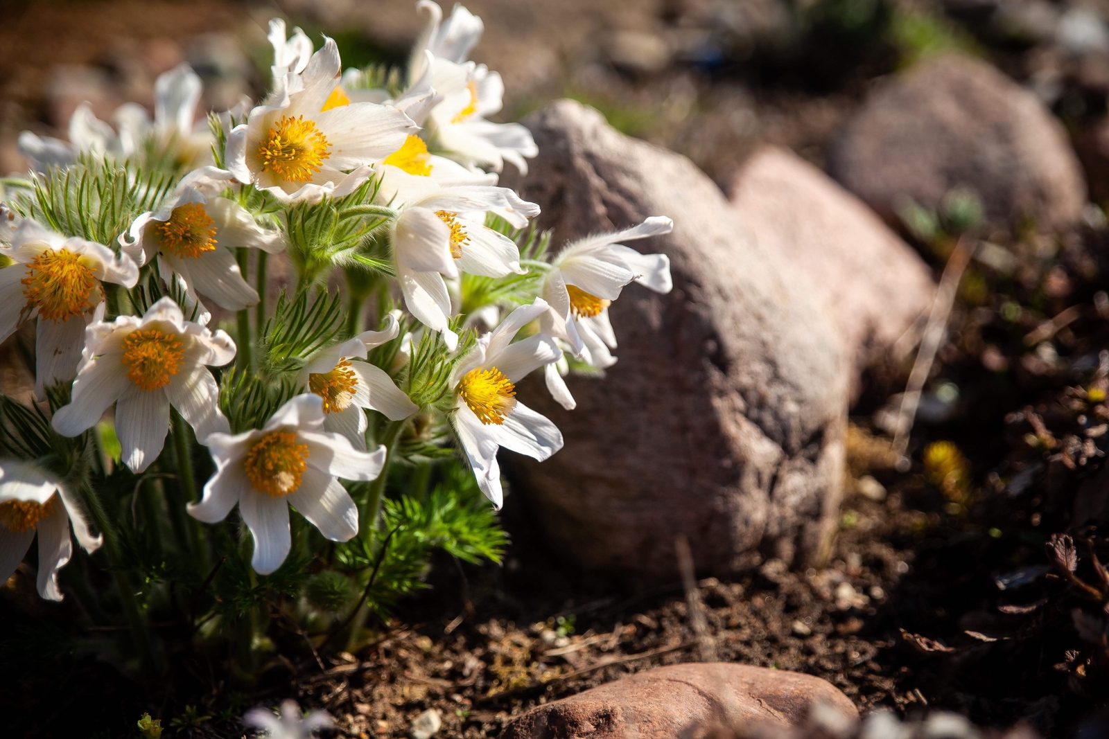 25 WHITE ANEMONE Pulsatilla Vulgaris Purple PASQUE FLOWER Seeds *Flat S/H