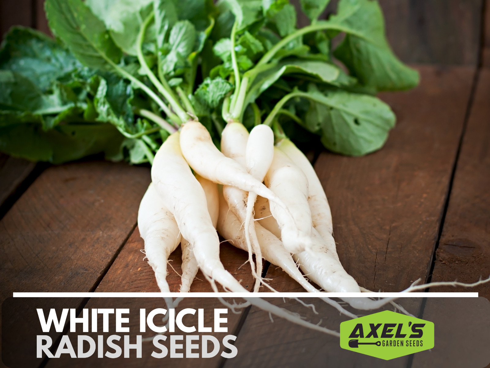 Radish Seeds – Fast Growing Heirloom Non GMO, Free Shipping, White Icicle