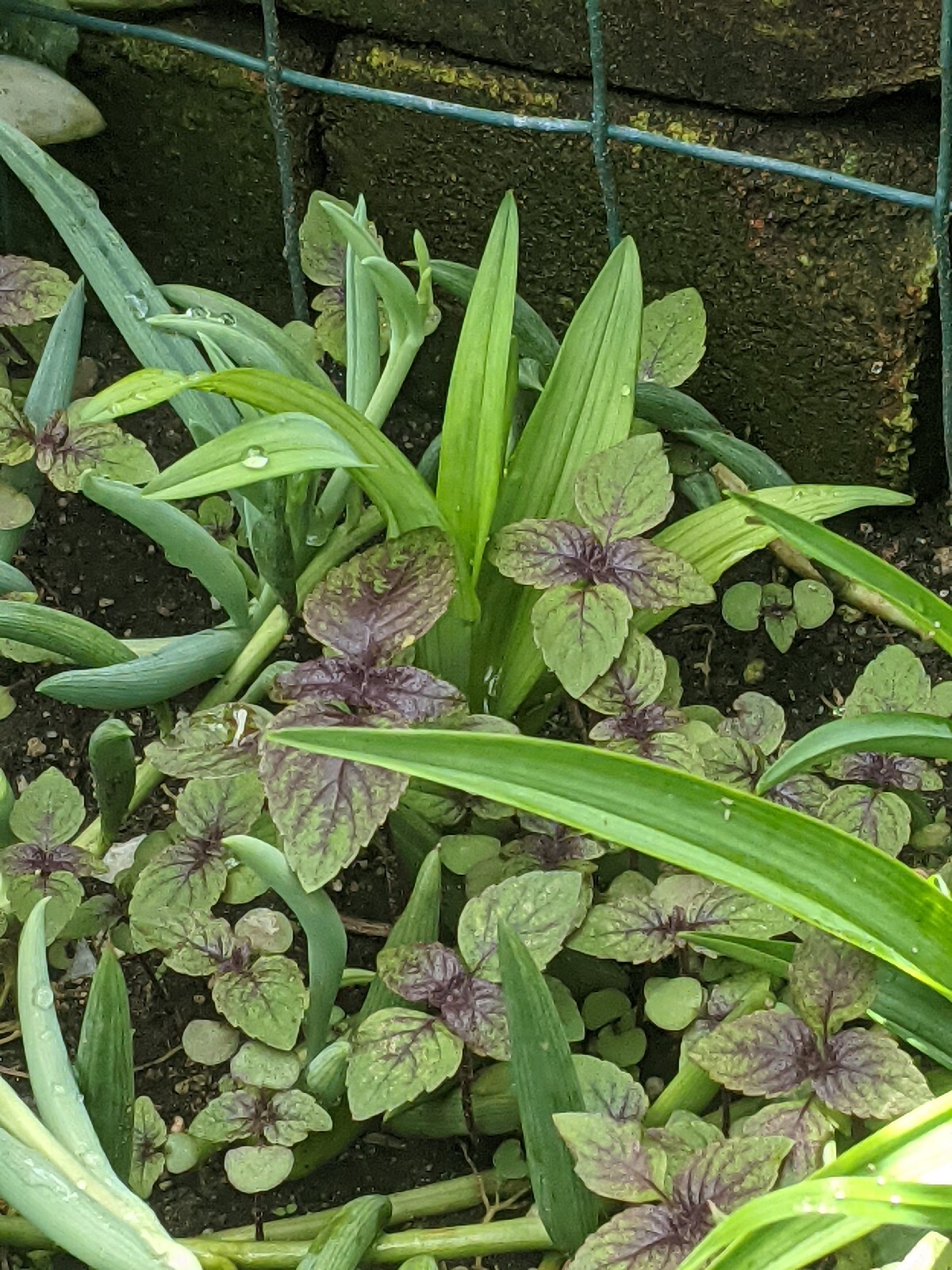 Purple Basil Perilla (100+ Seeds) Shiso Red Mint – 2023 Harvest Grown In The USA