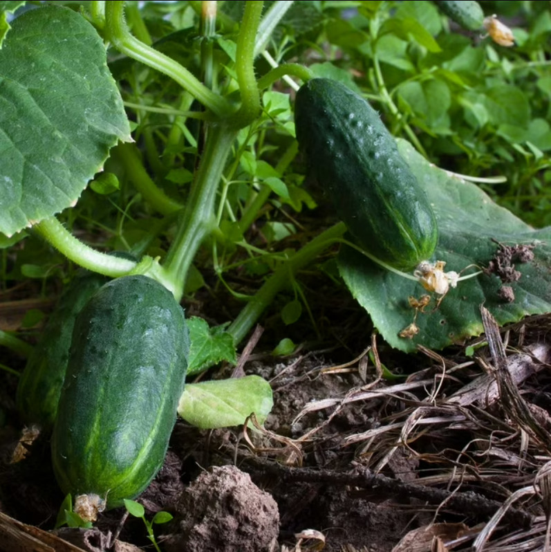 Cucumber Seeds SPACEMASTER 80 Containers, Vine Fast Grow! Non-GMO 100 Seeds