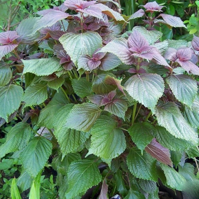 Vietnamese Perilla Seeds – Tía Tô Bắc Bộ 2.5g – Asian Herb – Shiso Seeds