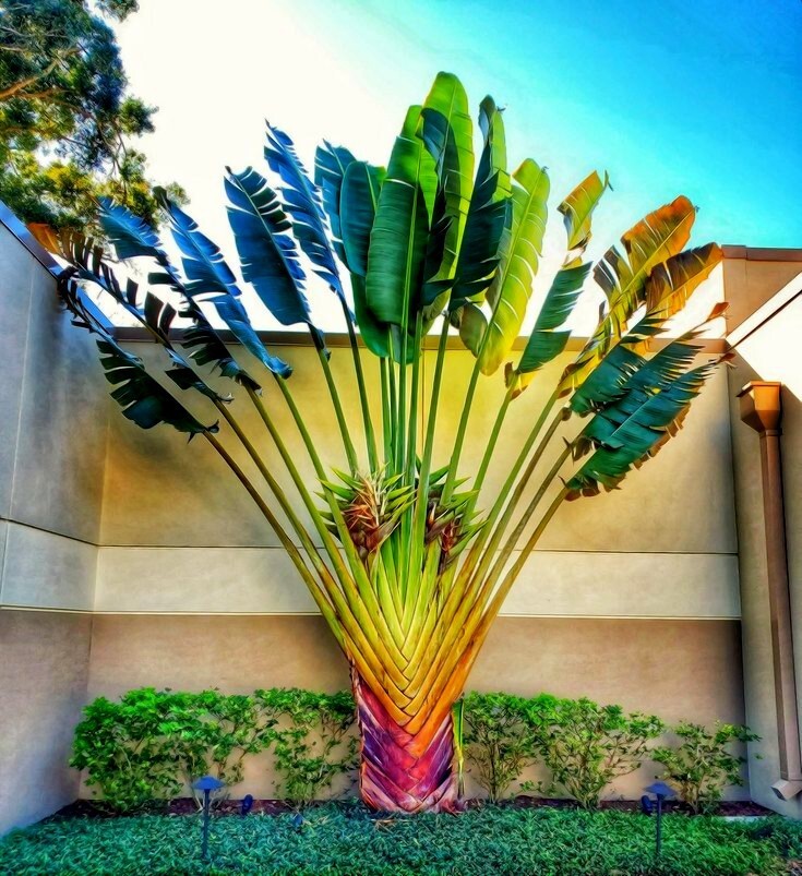 TRAVELERS PALM TREE SEEDS (Ravenala madagascariensis) Bird of Paradise Plant