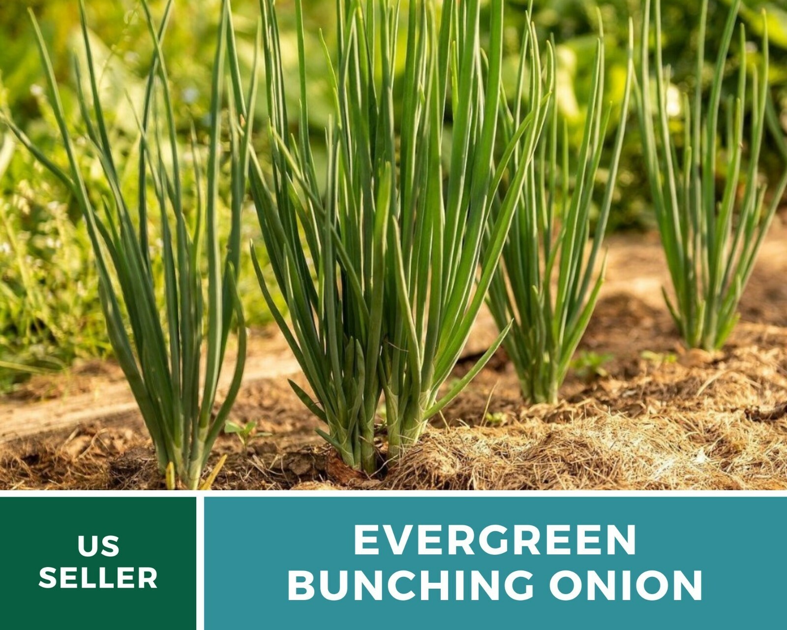 Onion, Evergreen Bunching Scallions – Heirloom Seeds – Heirloom – Non GMO