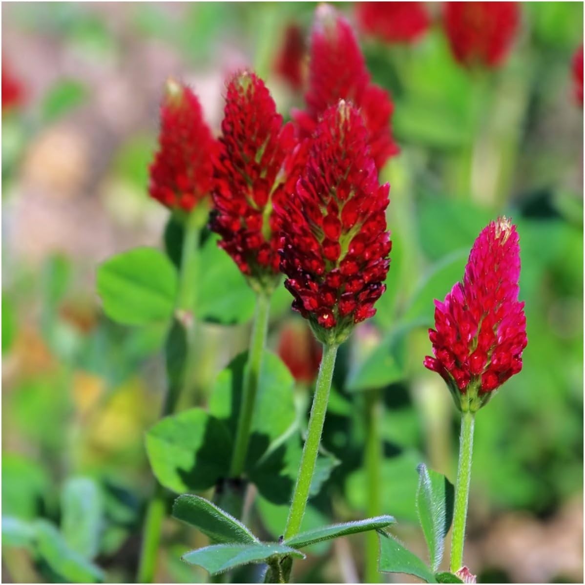 Attract Pollinators with 12,000+ Crimson Clover Seeds – Ideal for All Zones