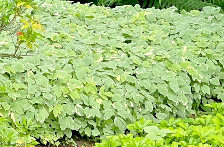 25 Snow On The Mountain Bare Roots perennial plants