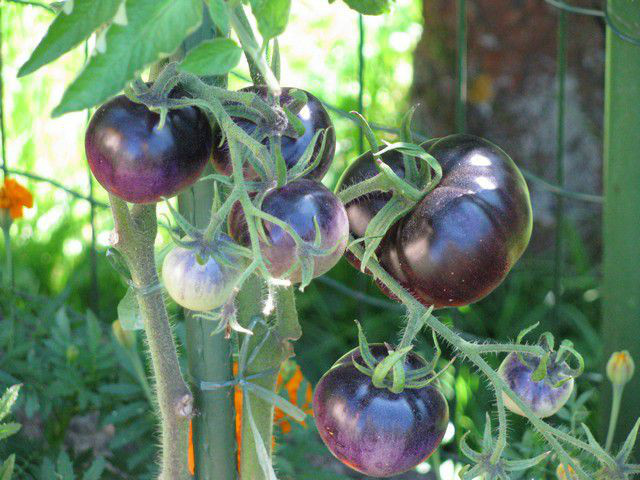 BLUE TOMATO * HEALTHFUL * ANTIOXIDANT *
