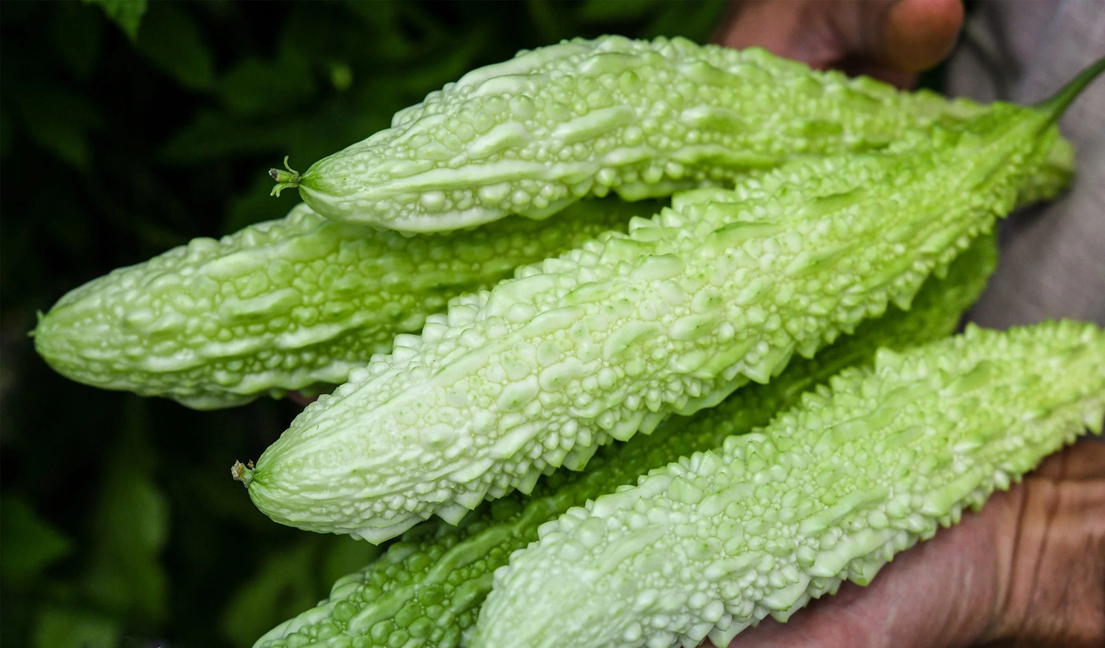 White Pearl Bitter Melon | Balsam Pear Karela Gourd Goya Squash Asian Seed 2024
