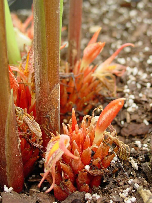 Zingiber rubens | Bengal Ginger | 10_Seeds