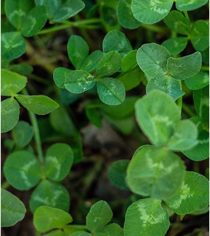 Deer Food Plot Seeds 5 Lb No-Till Forage Grass Clovers Brassica Fast Grow