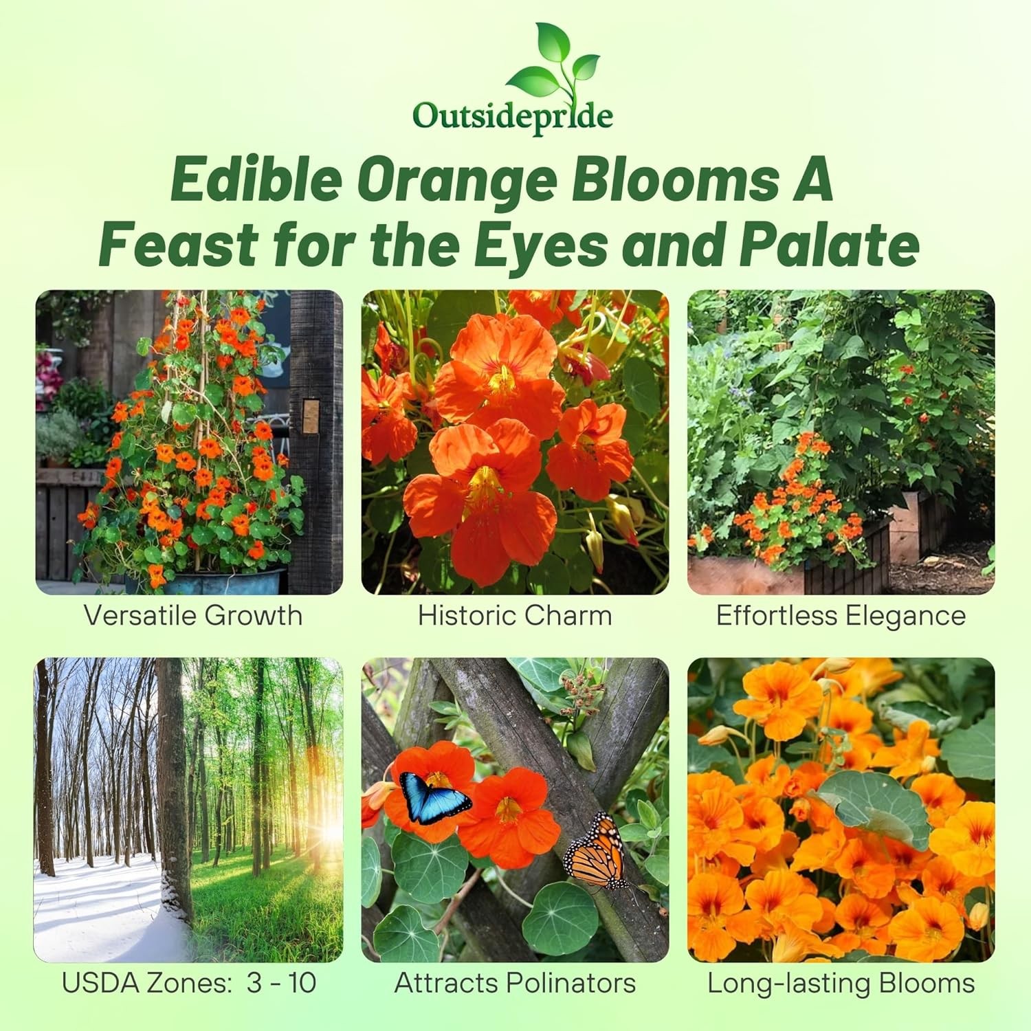 200 Seeds Orange Nasturtium Seeds For Planting – Double Gleam Orange Flower Seed