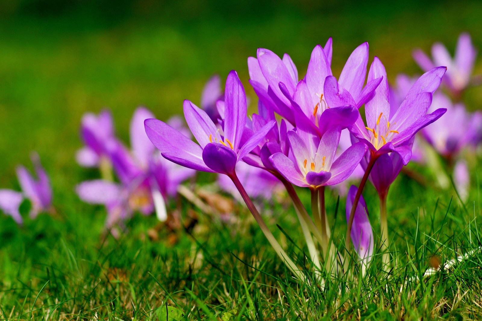 10 AUTUMN CROCUS Colchicum Autumnale Meadow Saffron Flower Seeds *Comb S/H