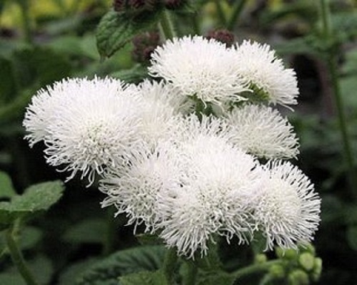 50+BLUE TYCOON AGERATUM FLOWER SEEDS SELF SEEDING ANNUAL