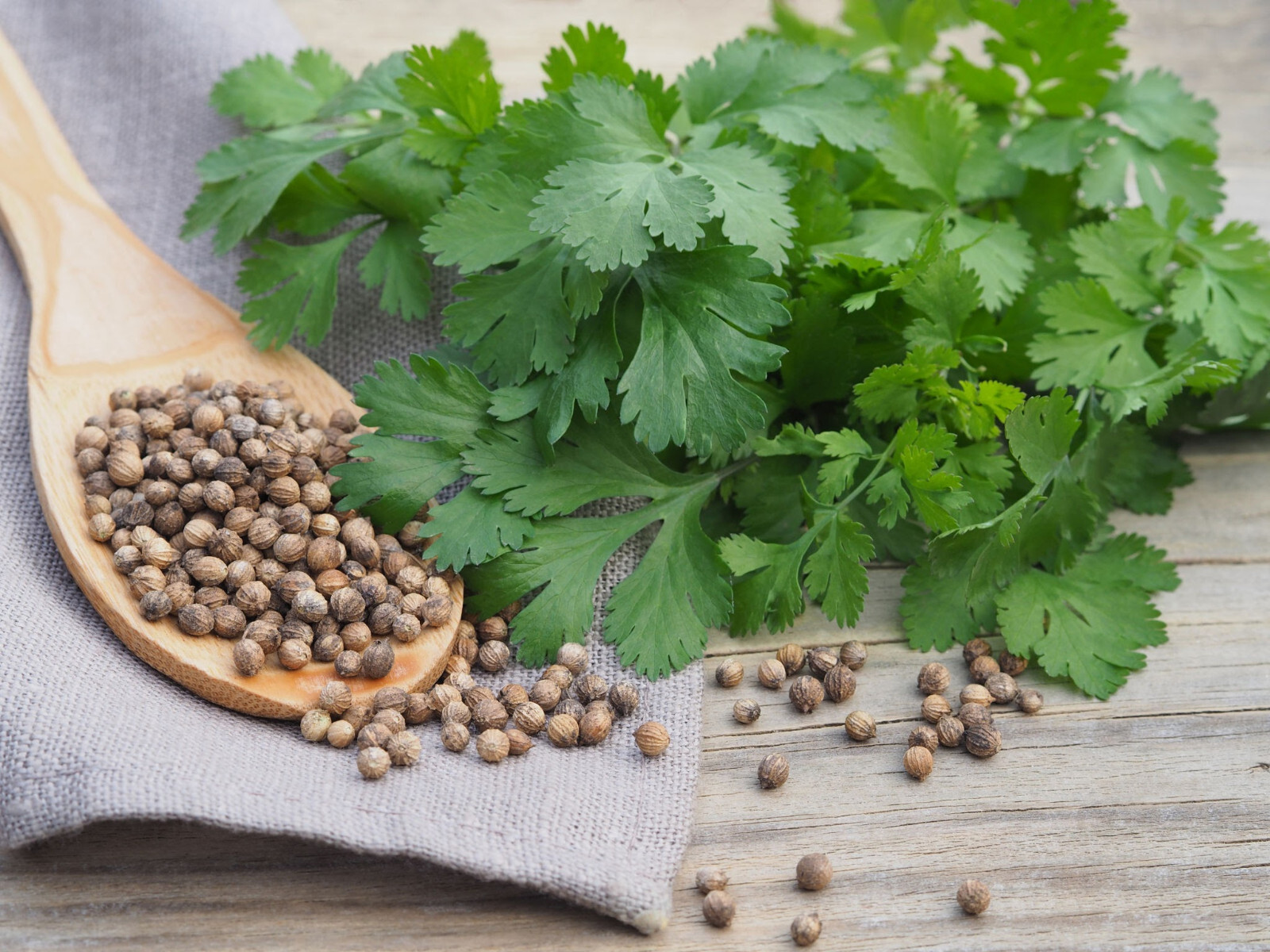 Cilantro Seeds, Coriander herb plant seed Coriandrum Sativum 100 Seeds
