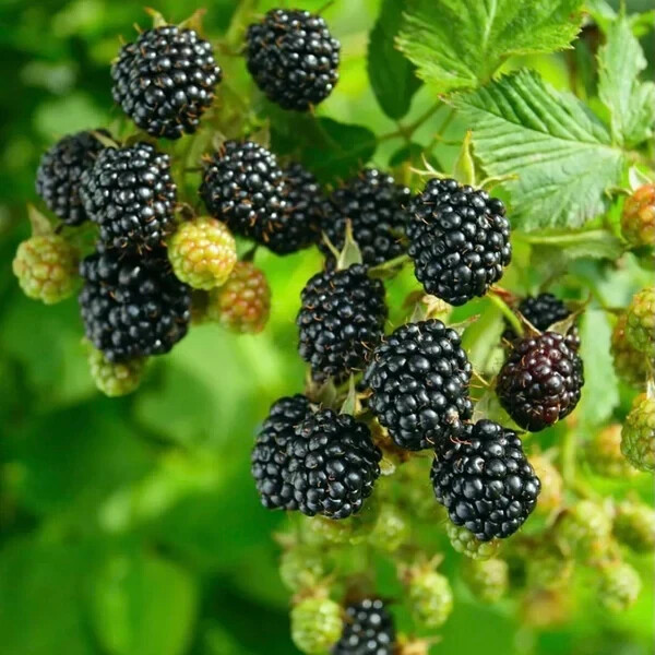 WILD BLACKBERRY BUSH SEEDS 20+ SEEDS Garden Fruit Plant Hardy