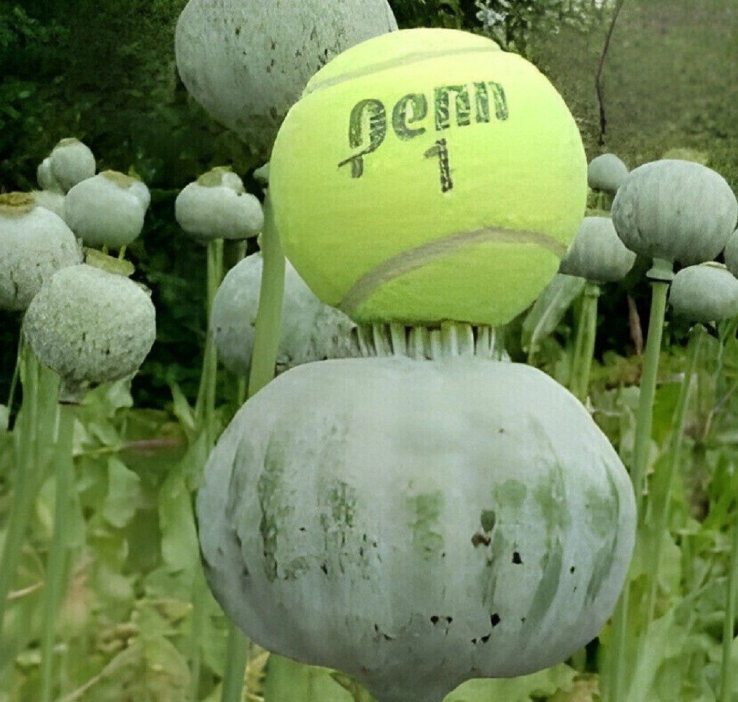 5,000 The Giant Rattler Poppy Seeds Stratified Giganteum Papavear Somniferum